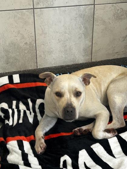 Ivy, Adoptable, Adult Female Mixed Breed & Mixed Breed.