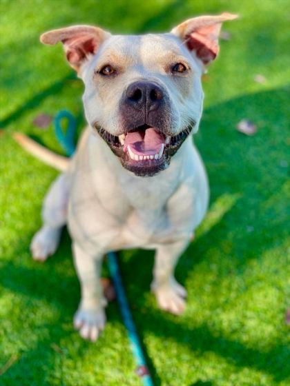 Ivy, Adoptable, Young Female Mixed Breed & Mixed Breed.