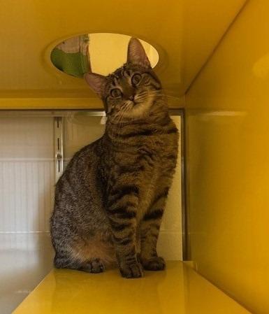 Gucci, Adoptable, Young Female Domestic Short Hair.