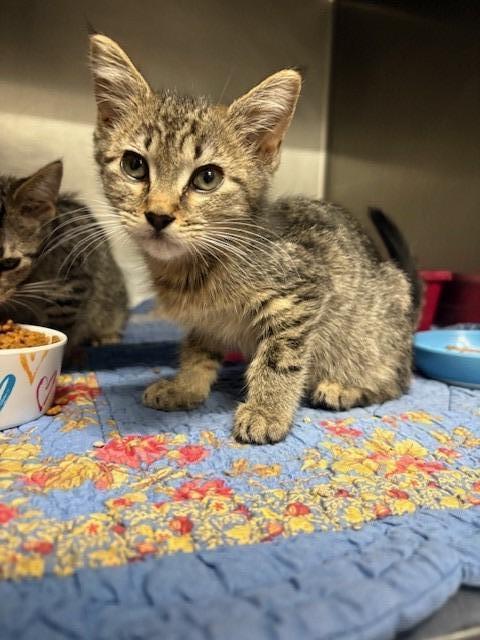 Enlarge Gucci, a Adoptable mixed breed in Ladysmith, WI image 2/6