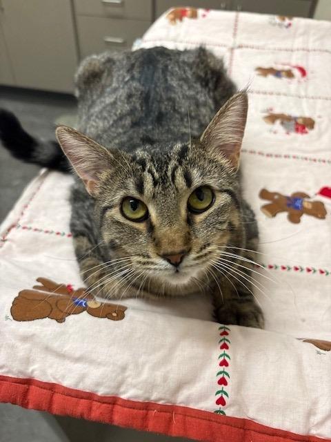 Gucci, a Adoptable mixed breed in Ladysmith, WI image 1/4