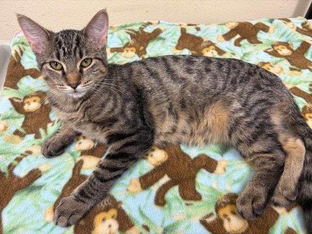 Enlarge Gucci, a Adoptable mixed breed in Ladysmith, WI image 3/6