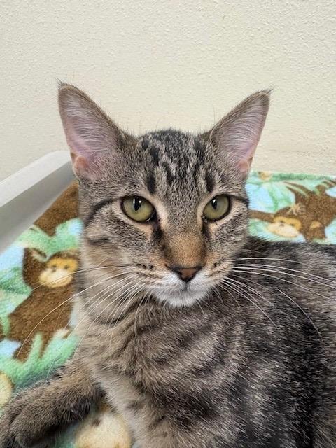 Gucci, Adoptable, Young Female Domestic Short Hair.