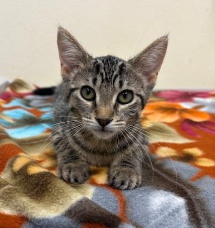 Enlarge Gucci, a Adoptable mixed breed in Ladysmith, WI image 5/6