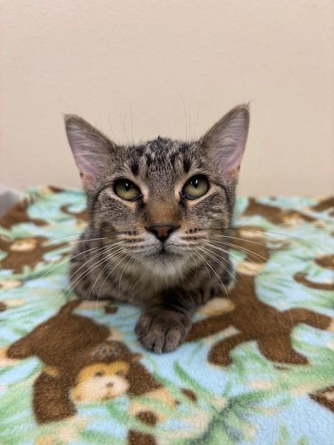 Enlarge Gucci, a Adoptable mixed breed in Ladysmith, WI image 4/5