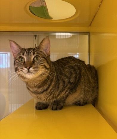 Gucci, Adoptable, Young Female Domestic Short Hair.