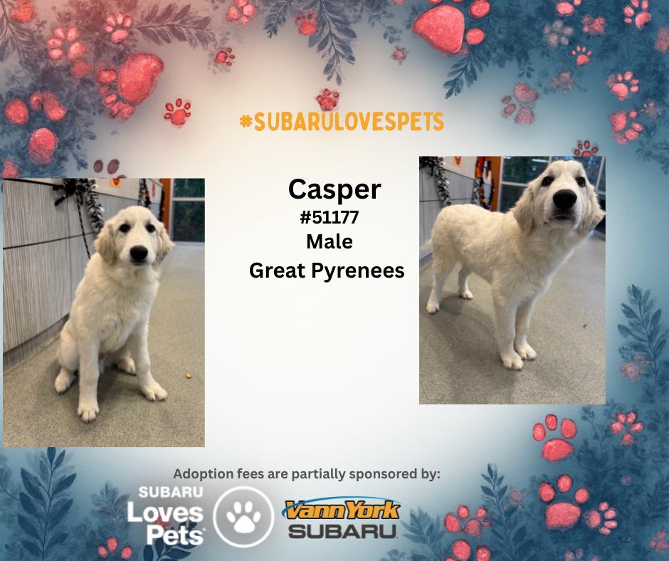 Enlarge Casper, a Adopted Great Pyrenees in Randleman, NC image 1/1