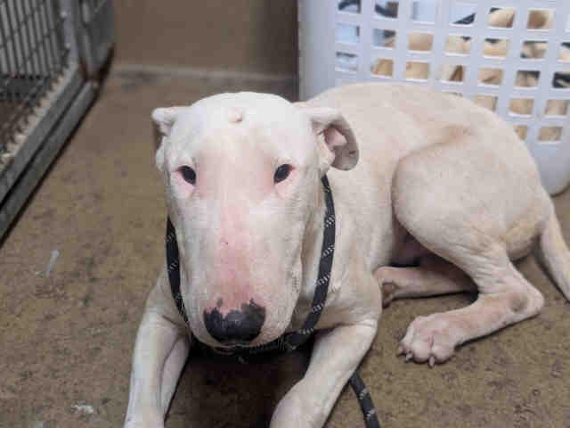 A1950169, Adoptable, Young Male Bull Terrier.