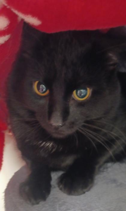 Sage, Adoptable, Young Male Domestic Short Hair & Domestic Short Hair.