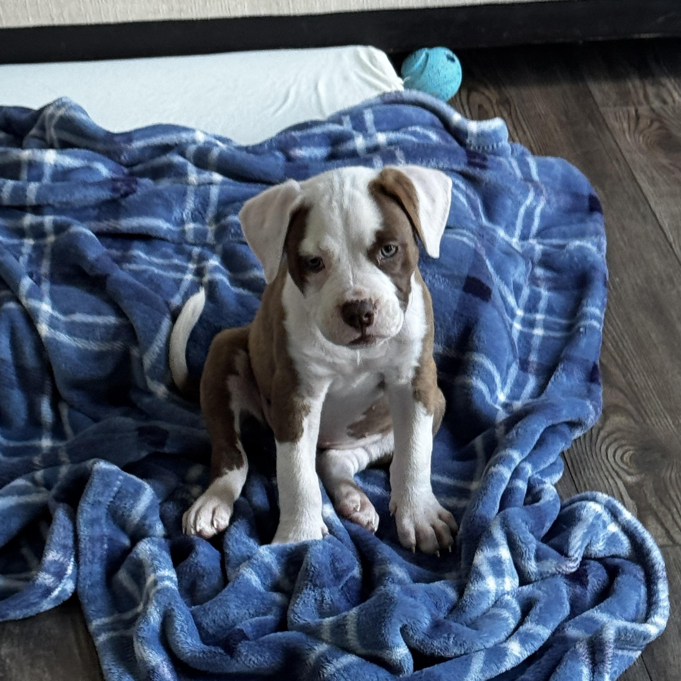 Buckle, an adopted mixed breed in Rock Hill, SC image 4/4