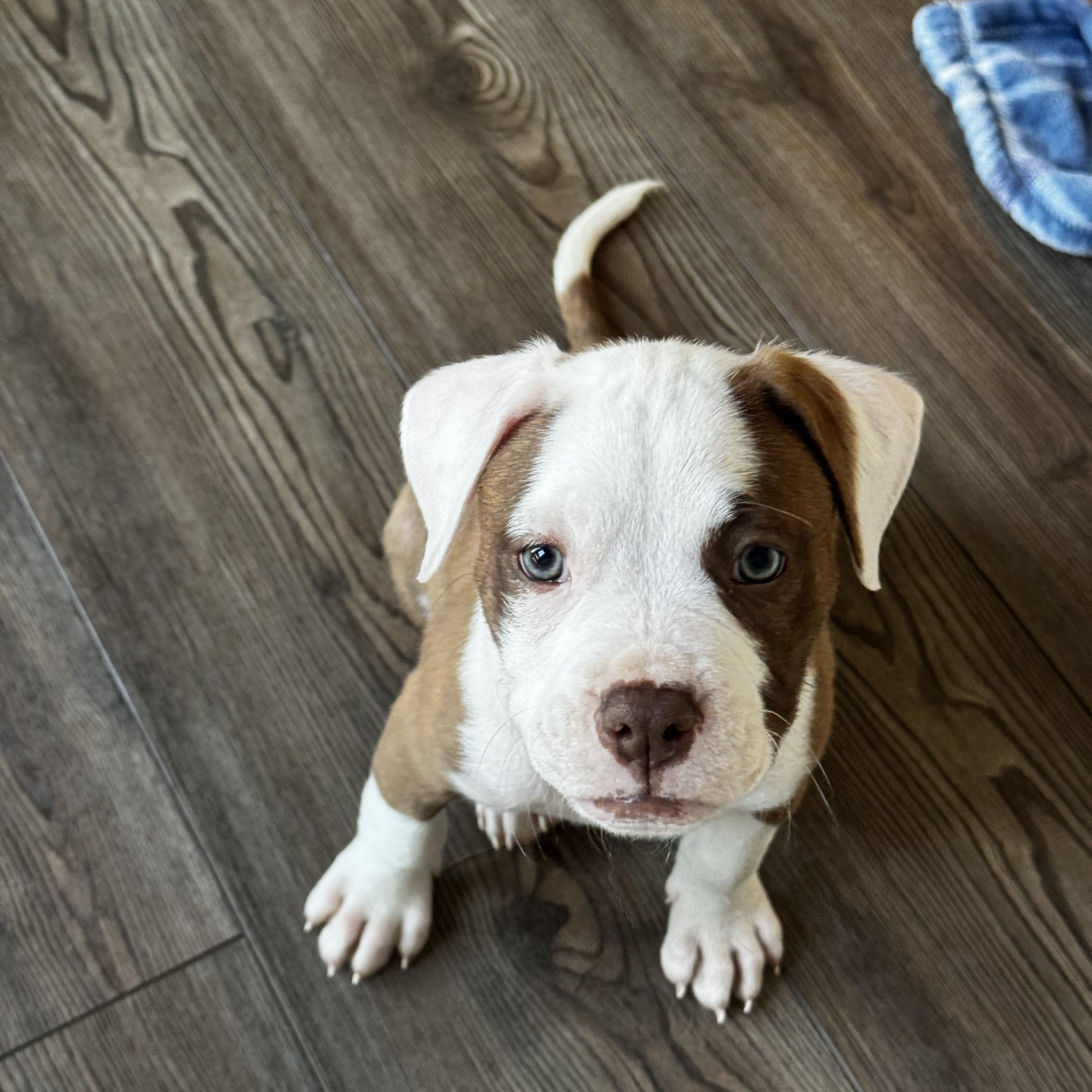 Buckle, an adopted mixed breed in Rock Hill, SC image 1/4