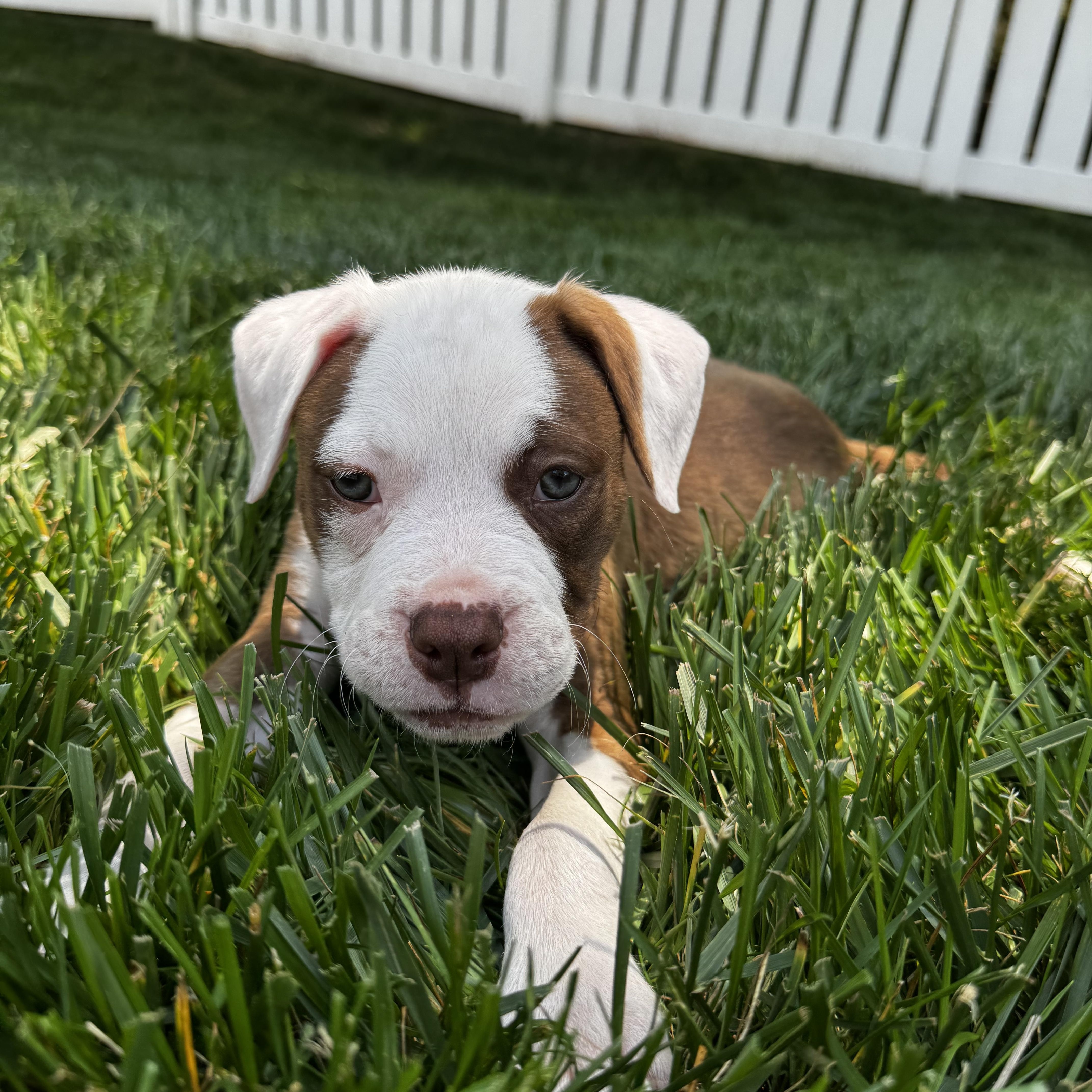 Buckle, an adopted mixed breed in Rock Hill, SC image 3/4