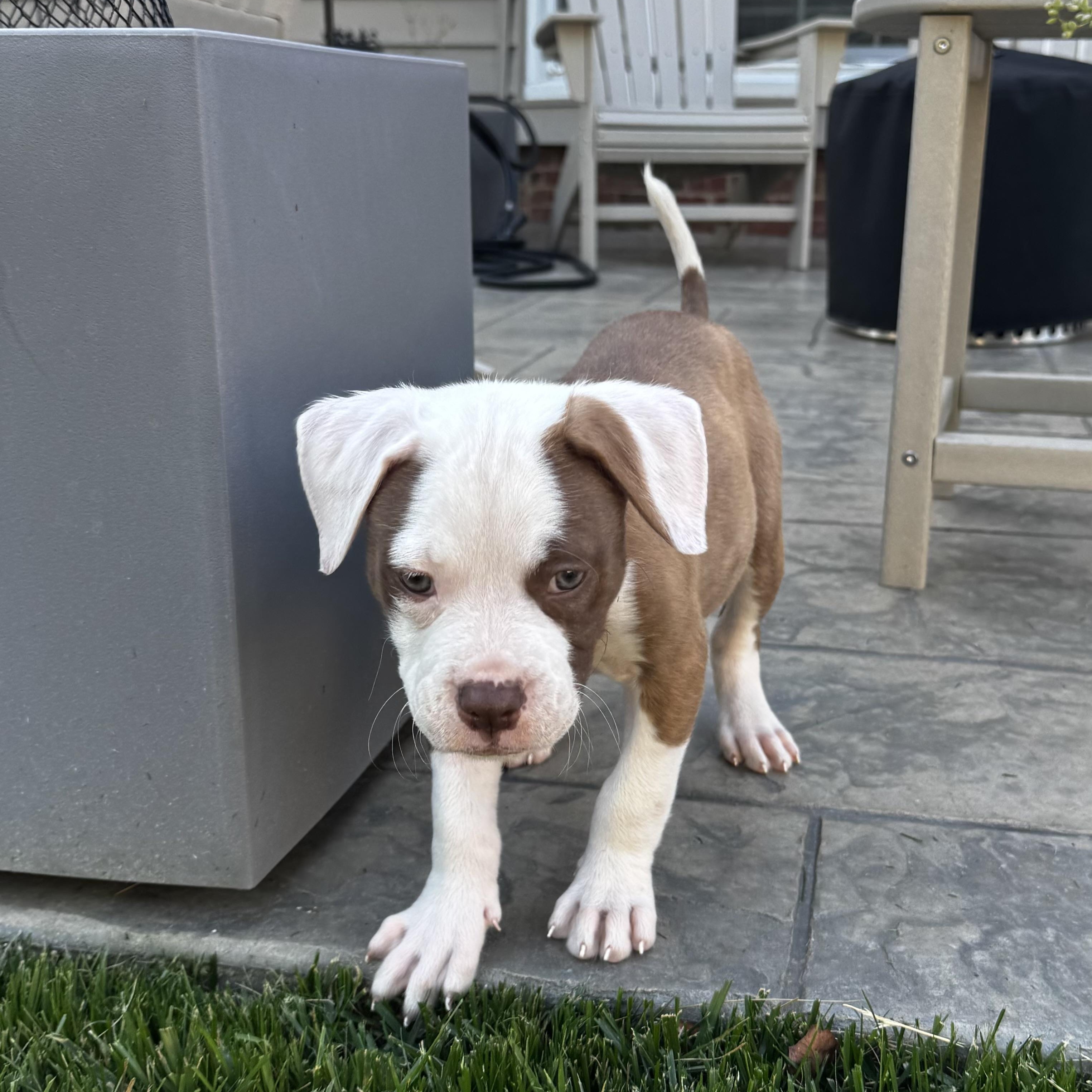 Buckle, an adopted mixed breed in Rock Hill, SC image 2/4