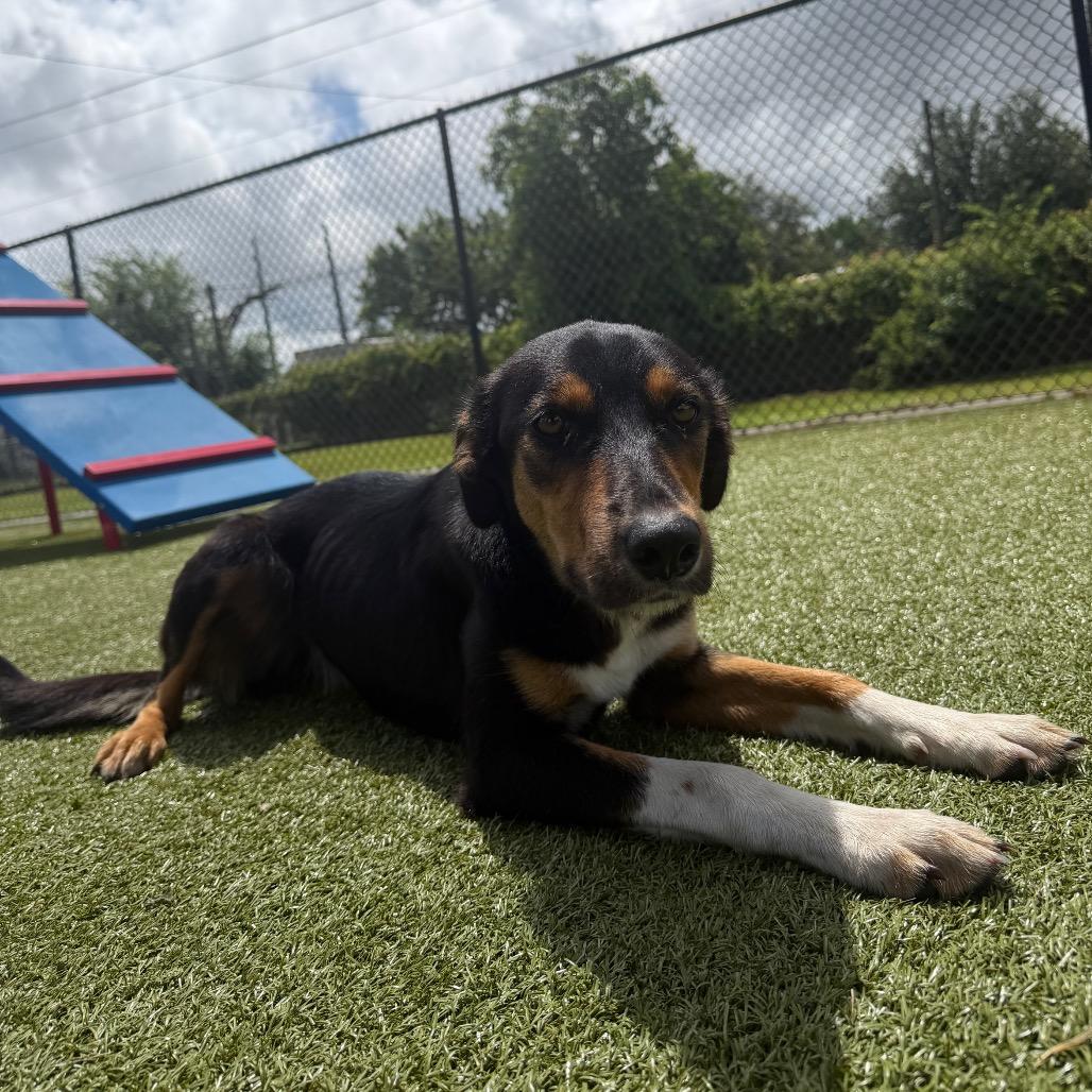 Lila, a Adoptable mixed breed in Bryan, TX image 1/5