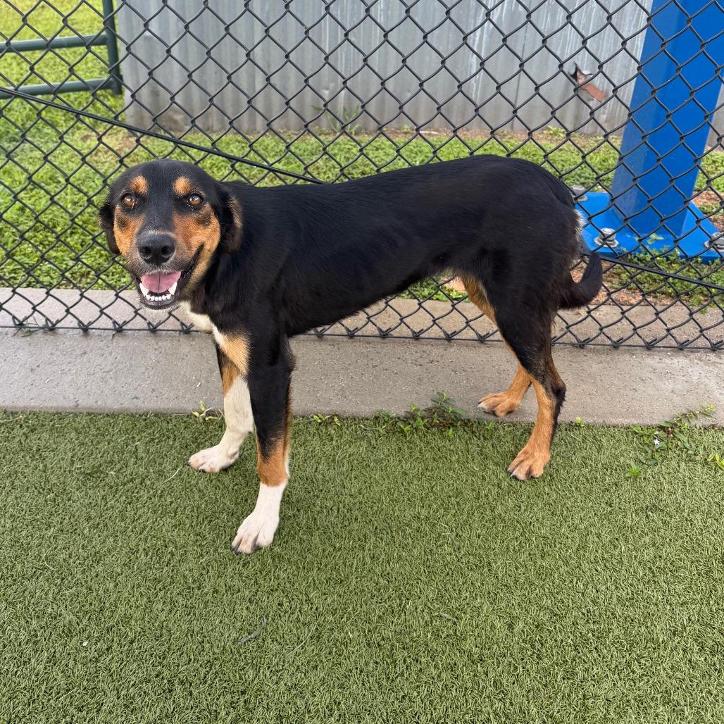 Lila, a Adoptable mixed breed in Bryan, TX image 2/5