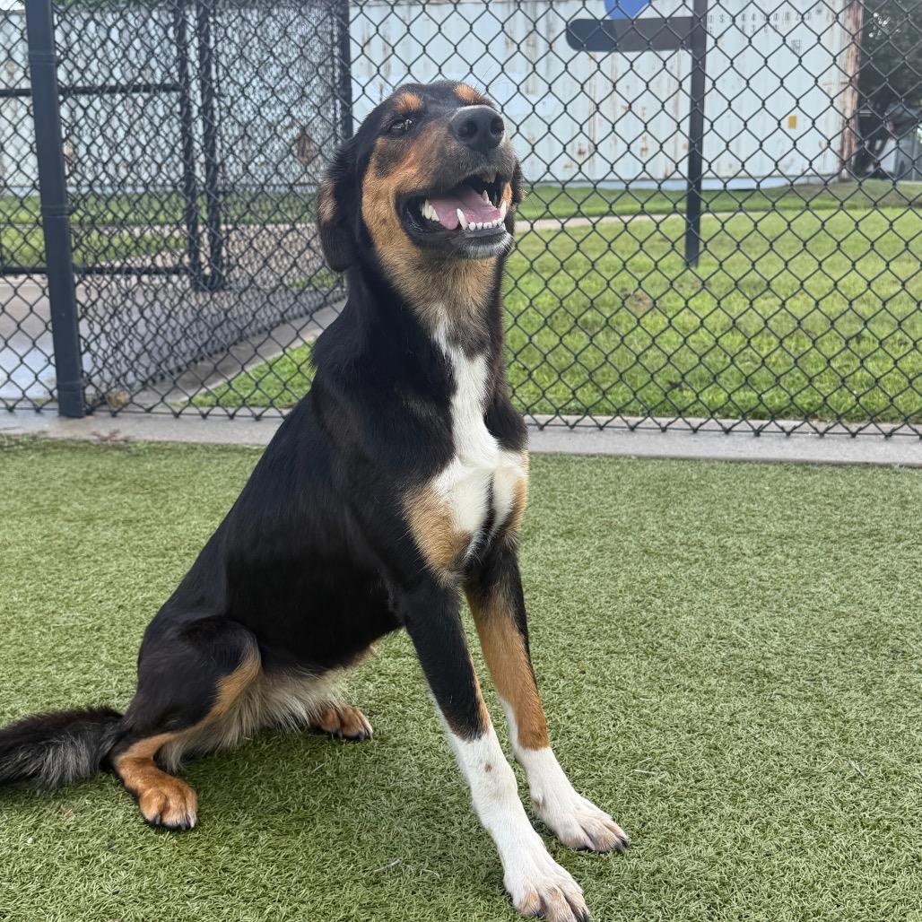 Lila, a Adoptable mixed breed in Bryan, TX image 3/5
