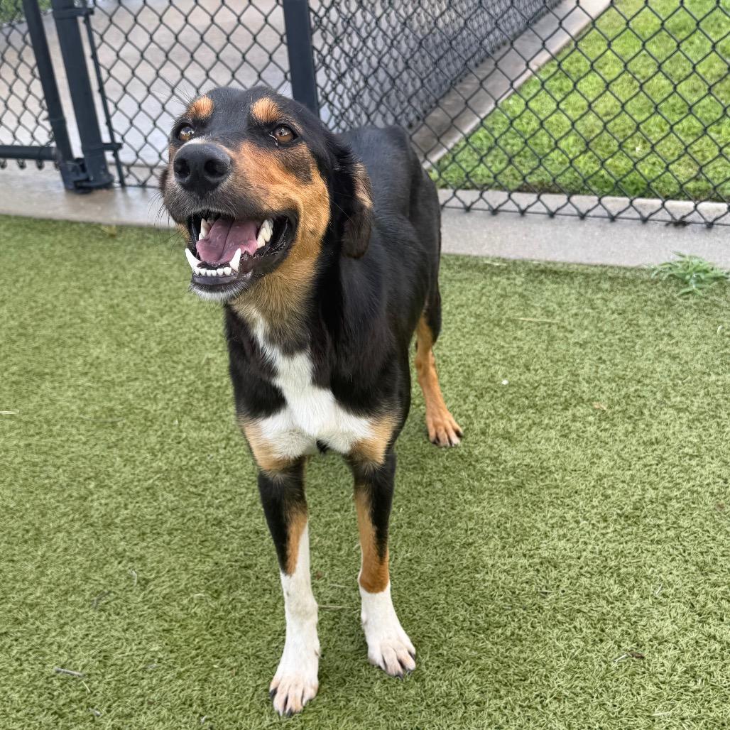 Lila, a Adoptable mixed breed in Bryan, TX image 4/5