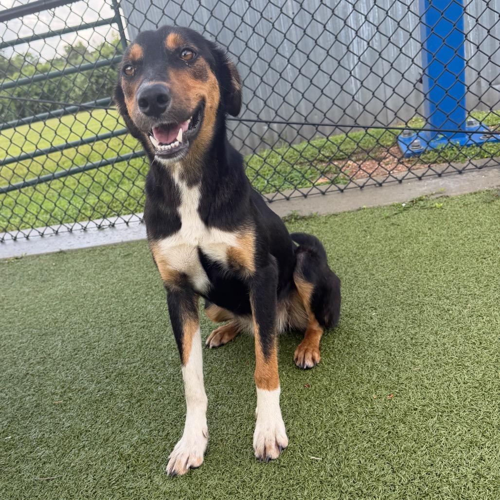 Lila, a Adoptable mixed breed in Bryan, TX image 5/5