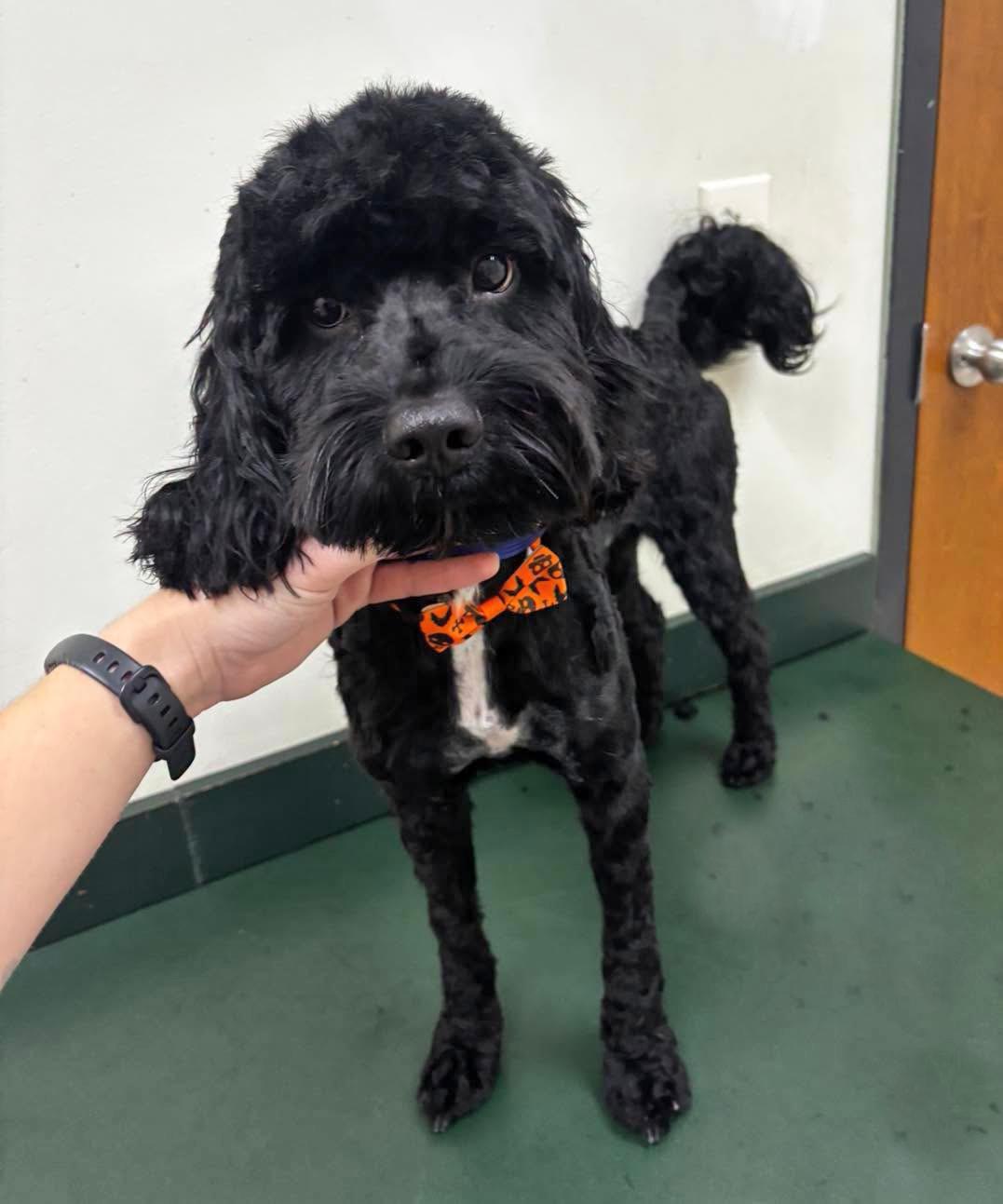 Enlarge Marcus, a Adopted mixed breed in Euclid, OH image 3/3