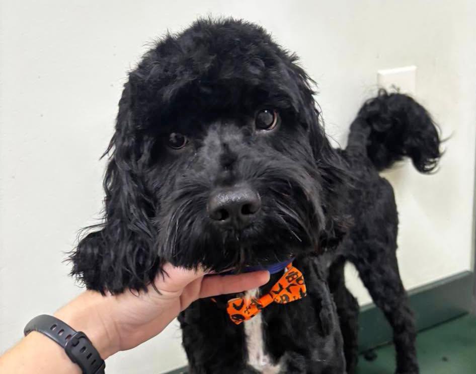 Marcus, Adopted, Young Male Labradoodle.