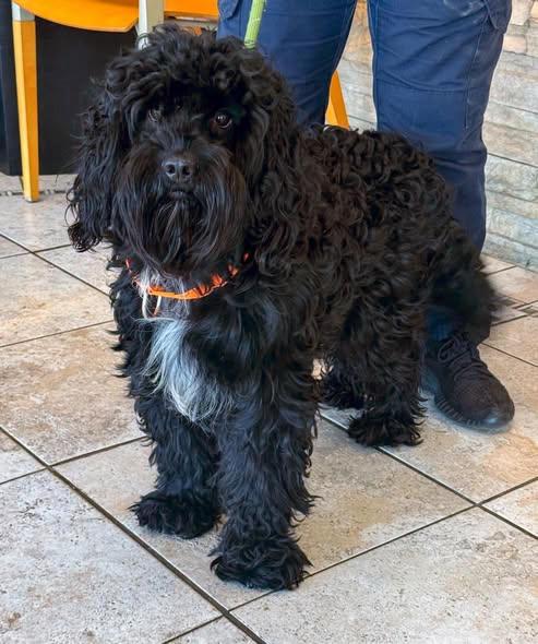 Enlarge Marcus, a Adopted mixed breed in Euclid, OH image 2/3