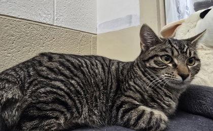 Rasengan, Adoptable, Young Male Domestic Short Hair.