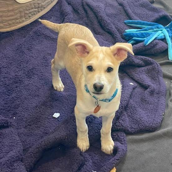 Bentley, Adoptable, Puppy Male Terrier & Mixed Breed.