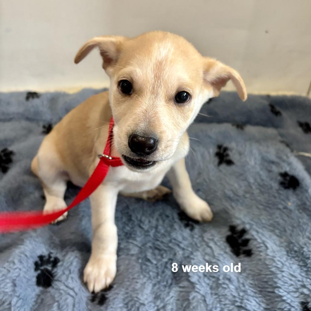 Bentley, Adoptable, Puppy Male Terrier & Mixed Breed.