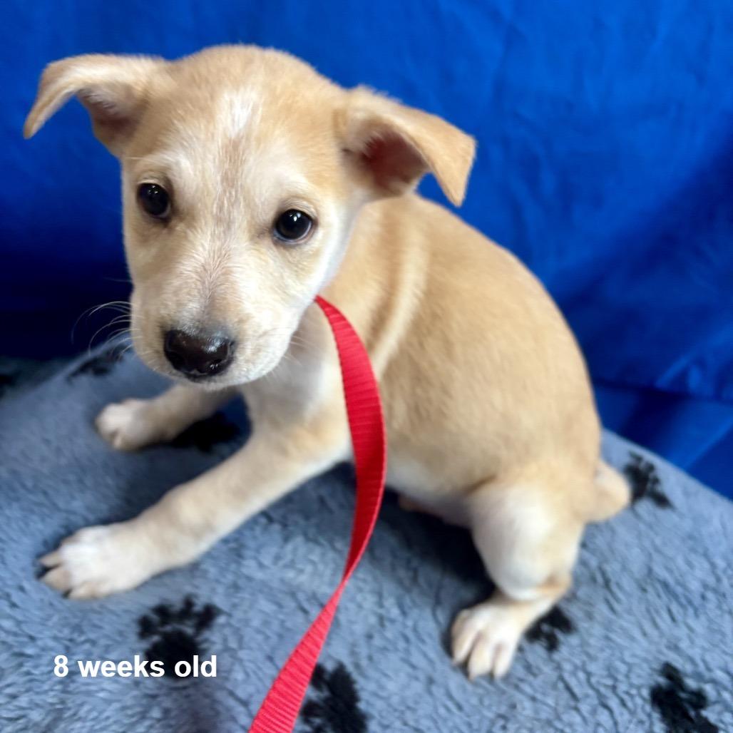 Enlarge Bentley, a Adoptable mixed breed in Prescott, AZ image 2/6