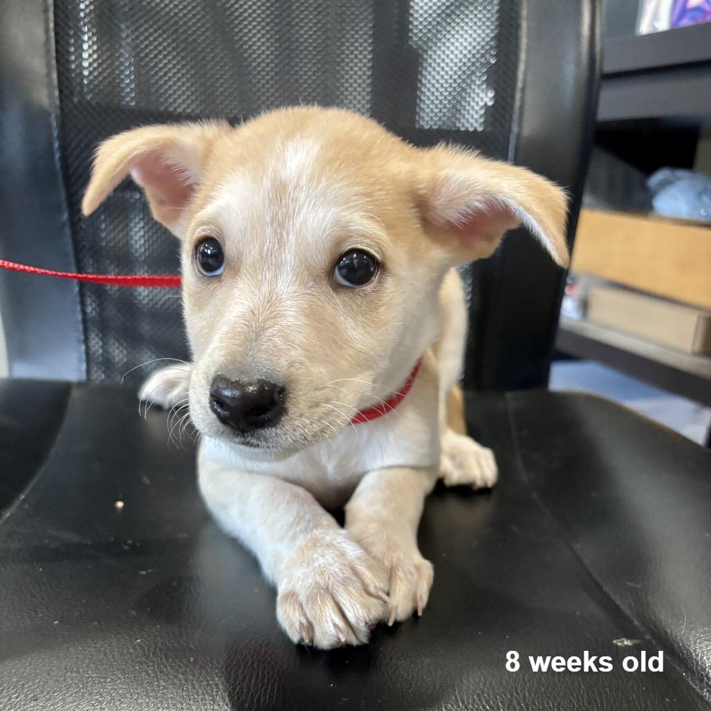 Enlarge Bentley, a Adoptable mixed breed in Prescott, AZ image 3/6