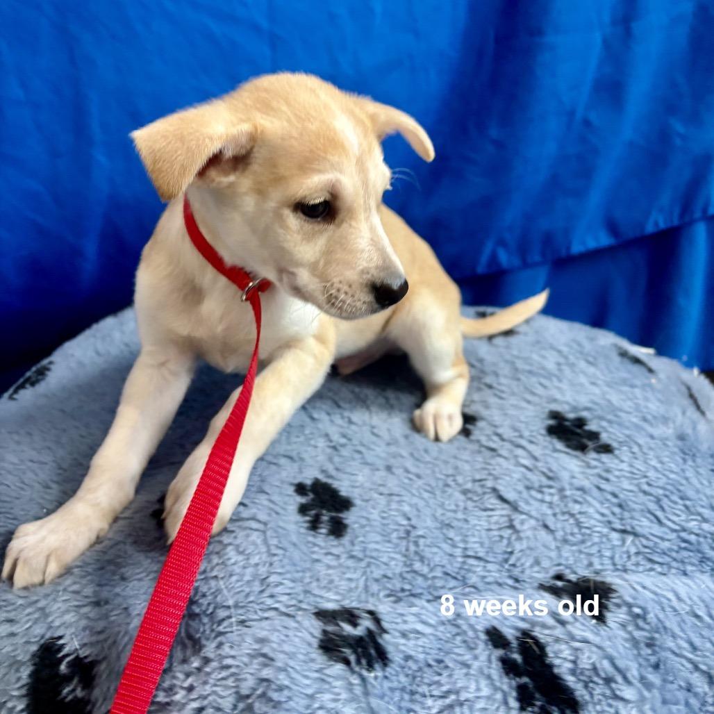 Enlarge Bentley, a Adoptable mixed breed in Prescott, AZ image 4/6