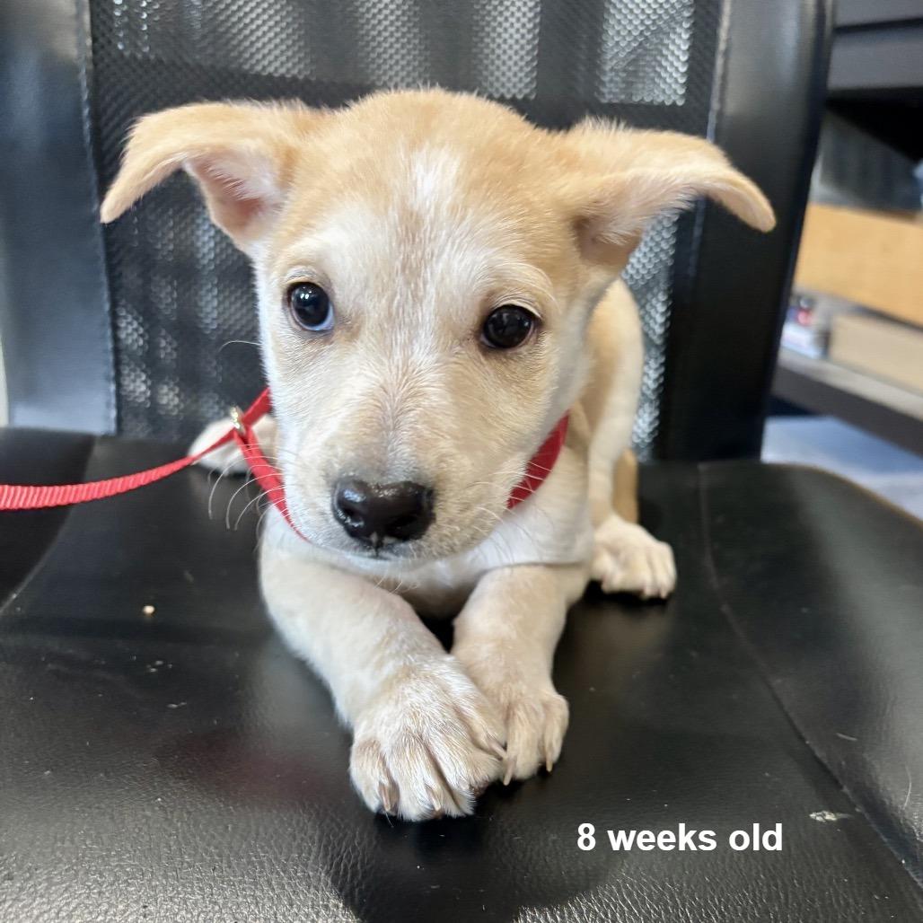 Enlarge Bentley, a Adoptable mixed breed in Prescott, AZ image 5/6