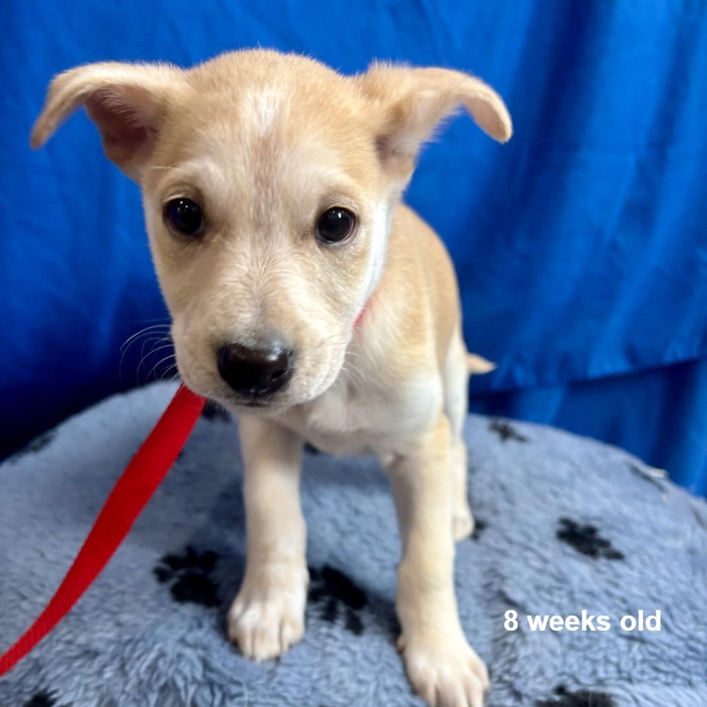 Enlarge Bentley, a Adoptable mixed breed in Prescott, AZ image 6/6