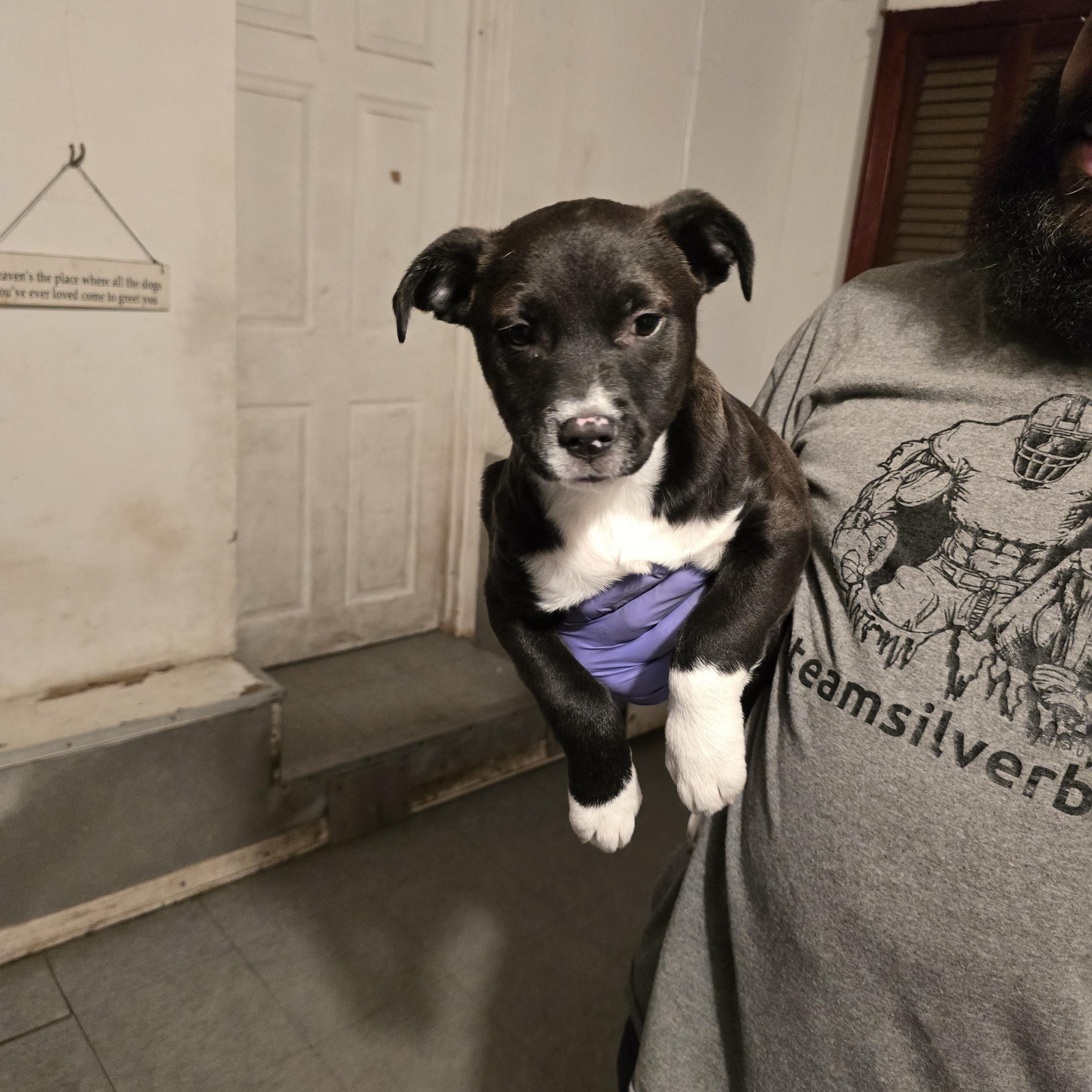 Enlarge Juliet , a ADOPTABLE mixed breed in Nyack, NY image 4/4