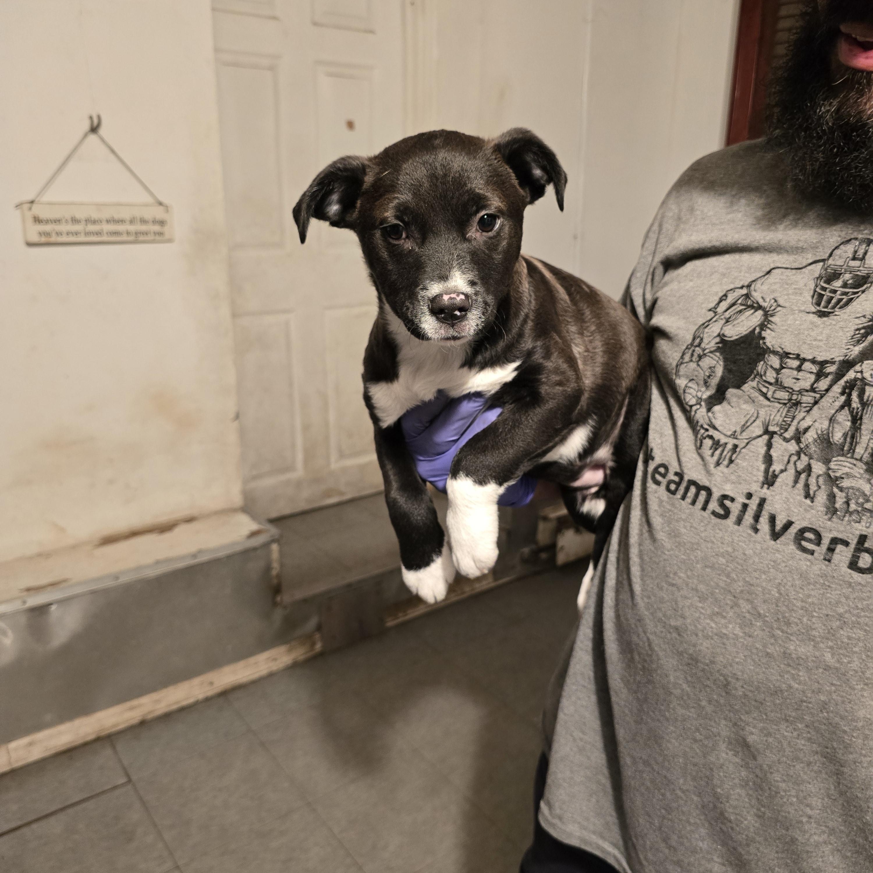 Juliet , ADOPTABLE, Puppy Female Black Labrador Retriever & Terrier.
