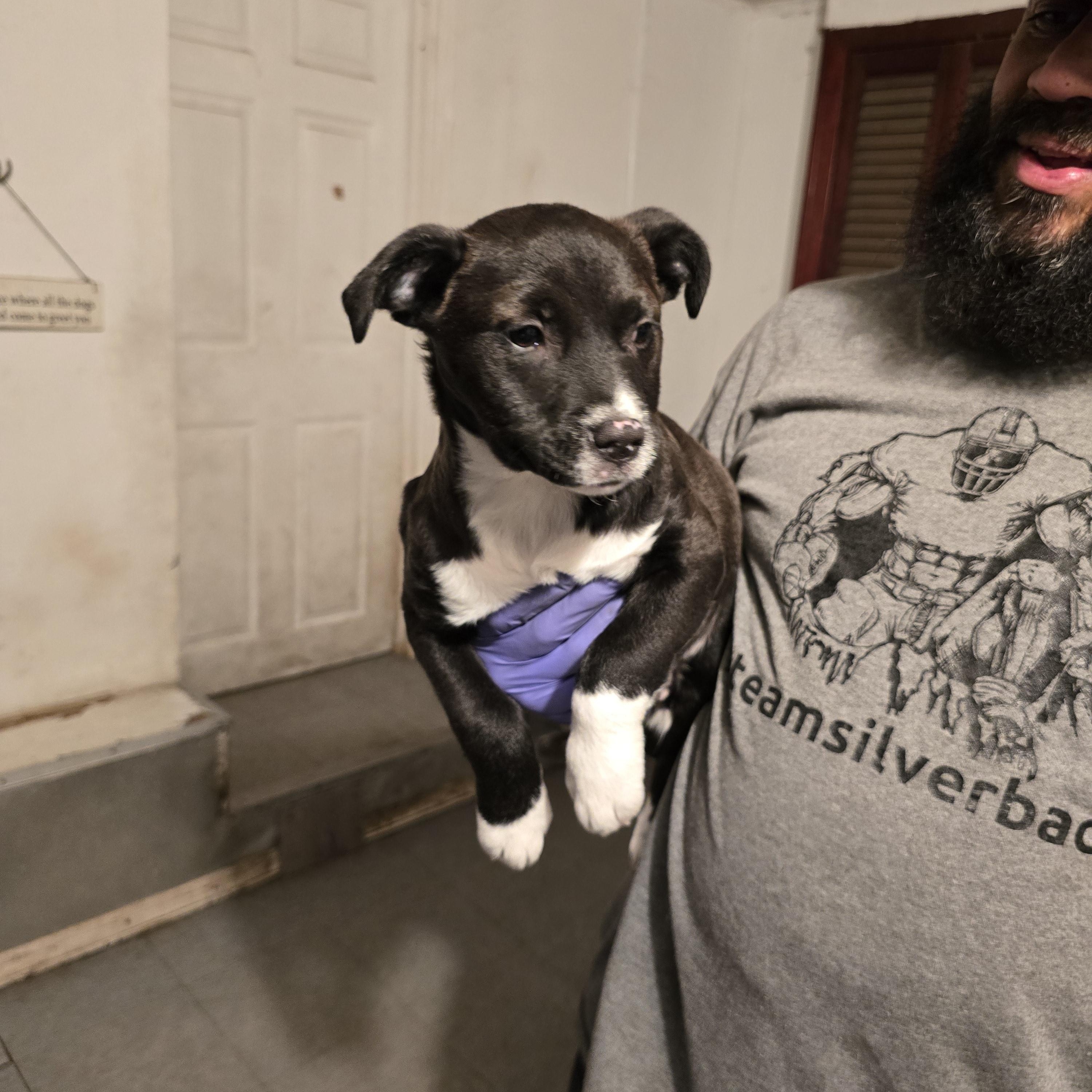 Enlarge Juliet , a ADOPTABLE mixed breed in Nyack, NY image 2/4