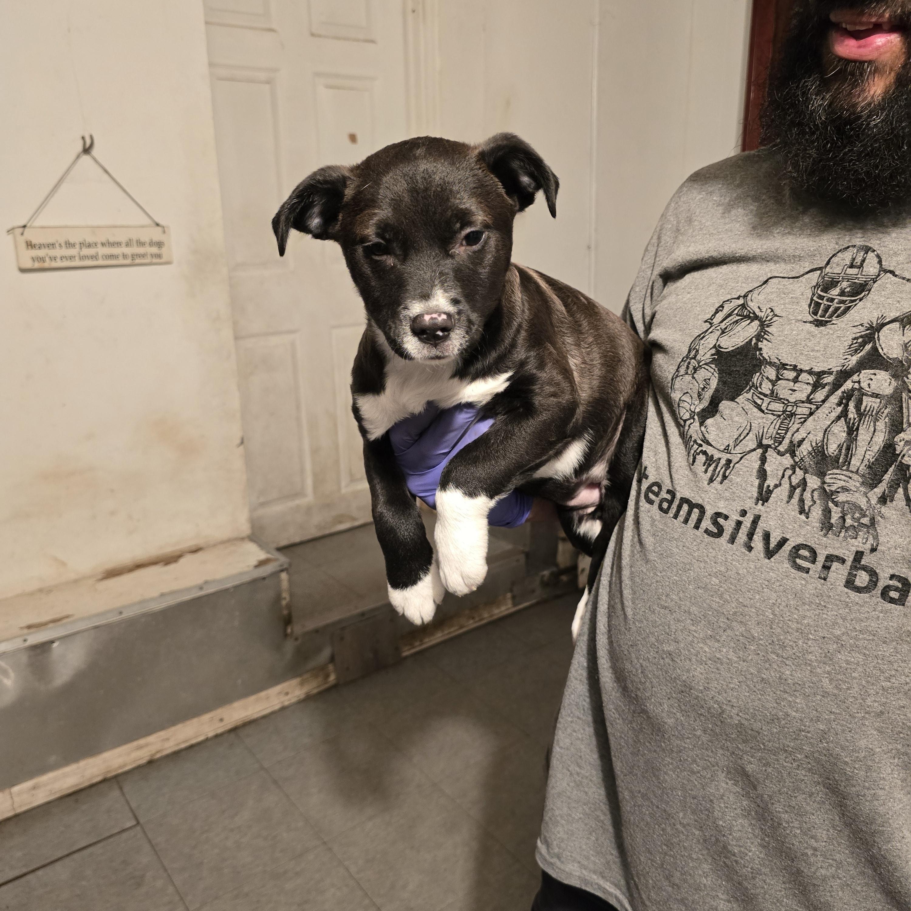 Enlarge Juliet , a ADOPTABLE mixed breed in Nyack, NY image 3/4