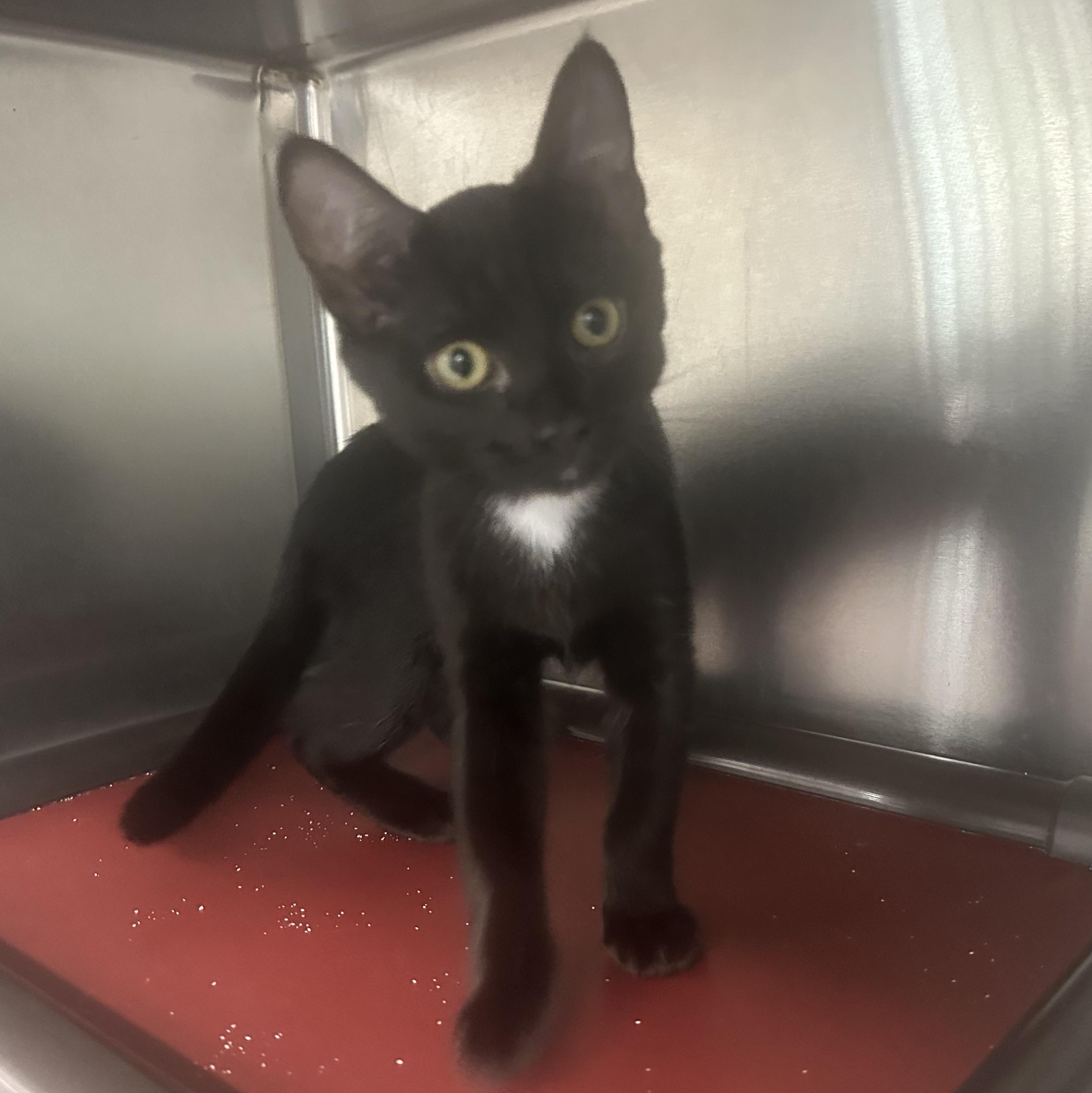 Enlarge Violet & Allie, a Adopted Domestic Short Hair in Charlestown, RI image 2/5