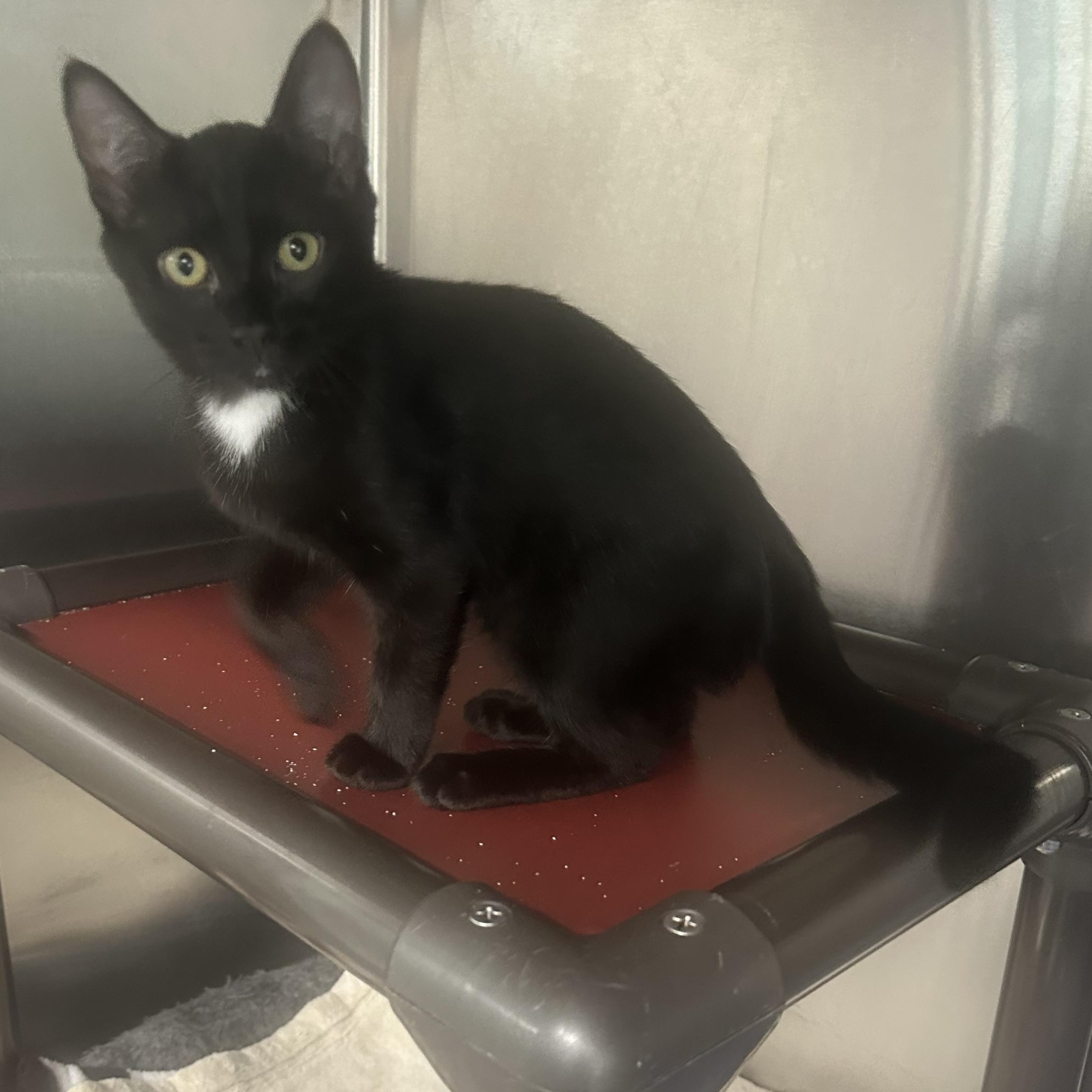 Enlarge Violet & Allie, a Adopted Domestic Short Hair in Charlestown, RI image 3/5