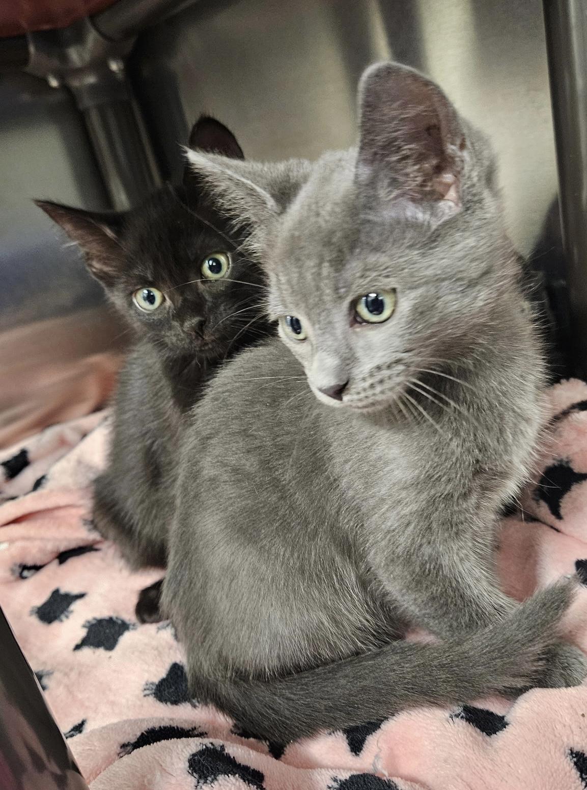 Enlarge Violet & Allie, a Adopted Domestic Short Hair in Charlestown, RI image 1/5