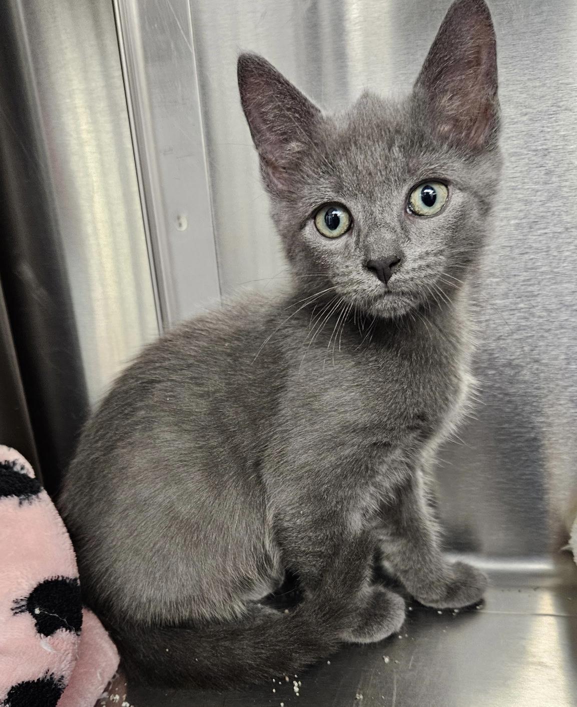 Enlarge Violet & Allie, a Adopted Domestic Short Hair in Charlestown, RI image 4/5