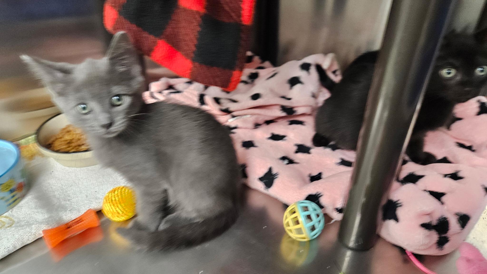 Enlarge Violet & Allie, a Adopted Domestic Short Hair in Charlestown, RI image 5/5