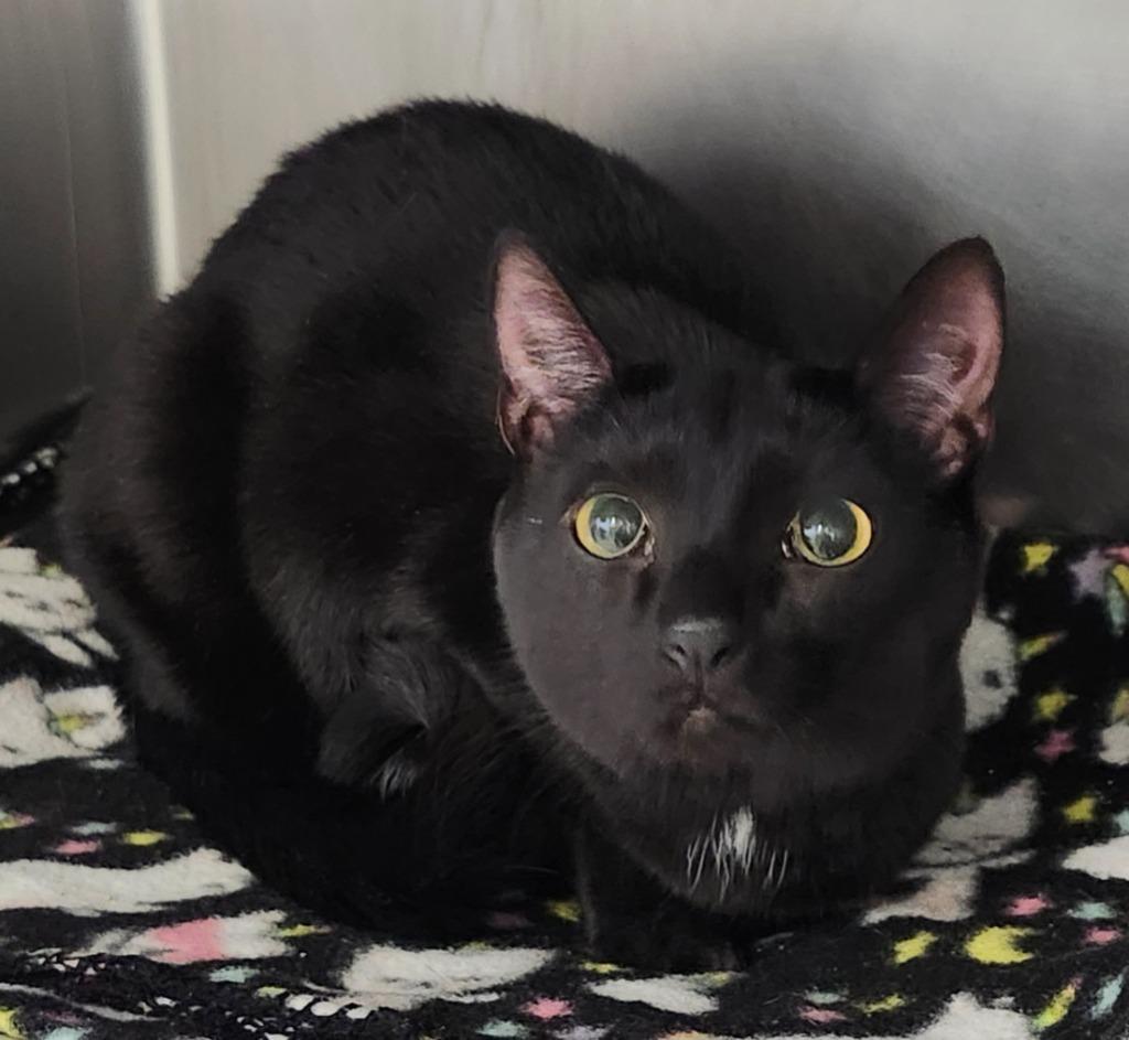 Jess Bradford, Adoptable, Young Female Domestic Short Hair.