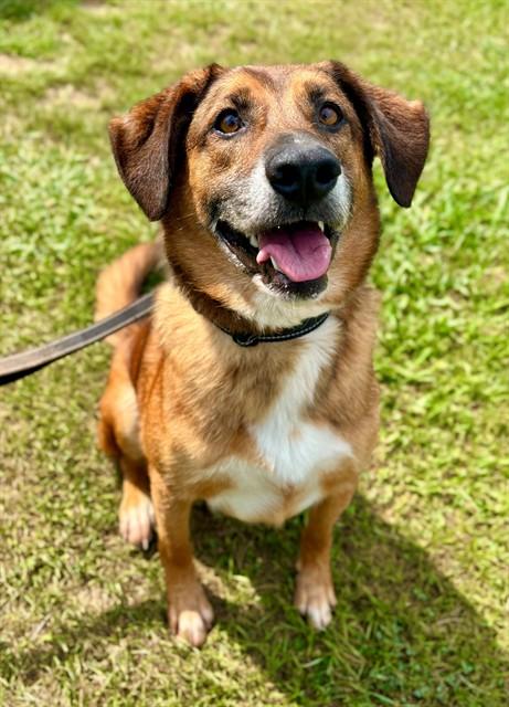 NED, Adoptable, Adult Male German Shepherd Dog & Golden Retriever.