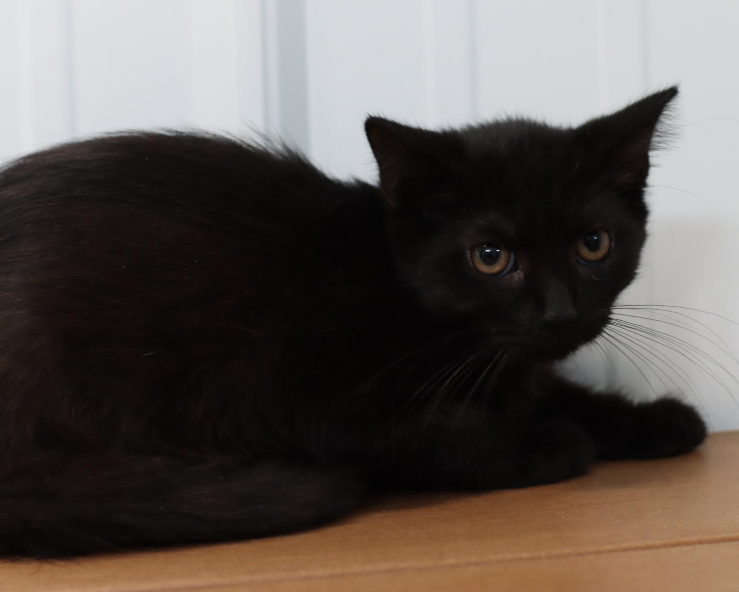 Sushi, Adoptable, Young Male Domestic Short Hair.