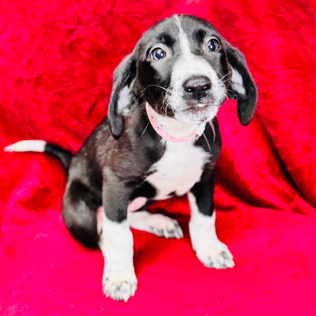 Margaery, Adoptable, Puppy Female Hound & Mixed Breed.