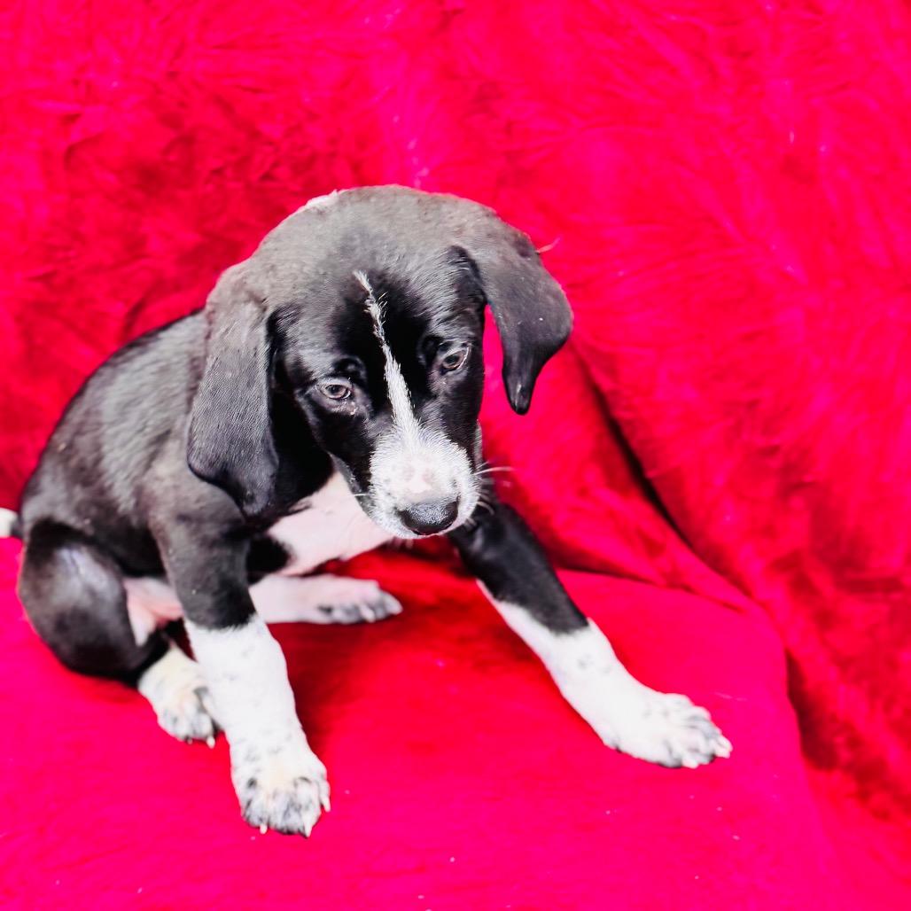 Enlarge Margaery, a Adoptable mixed breed in Franklin, NC image 2/6