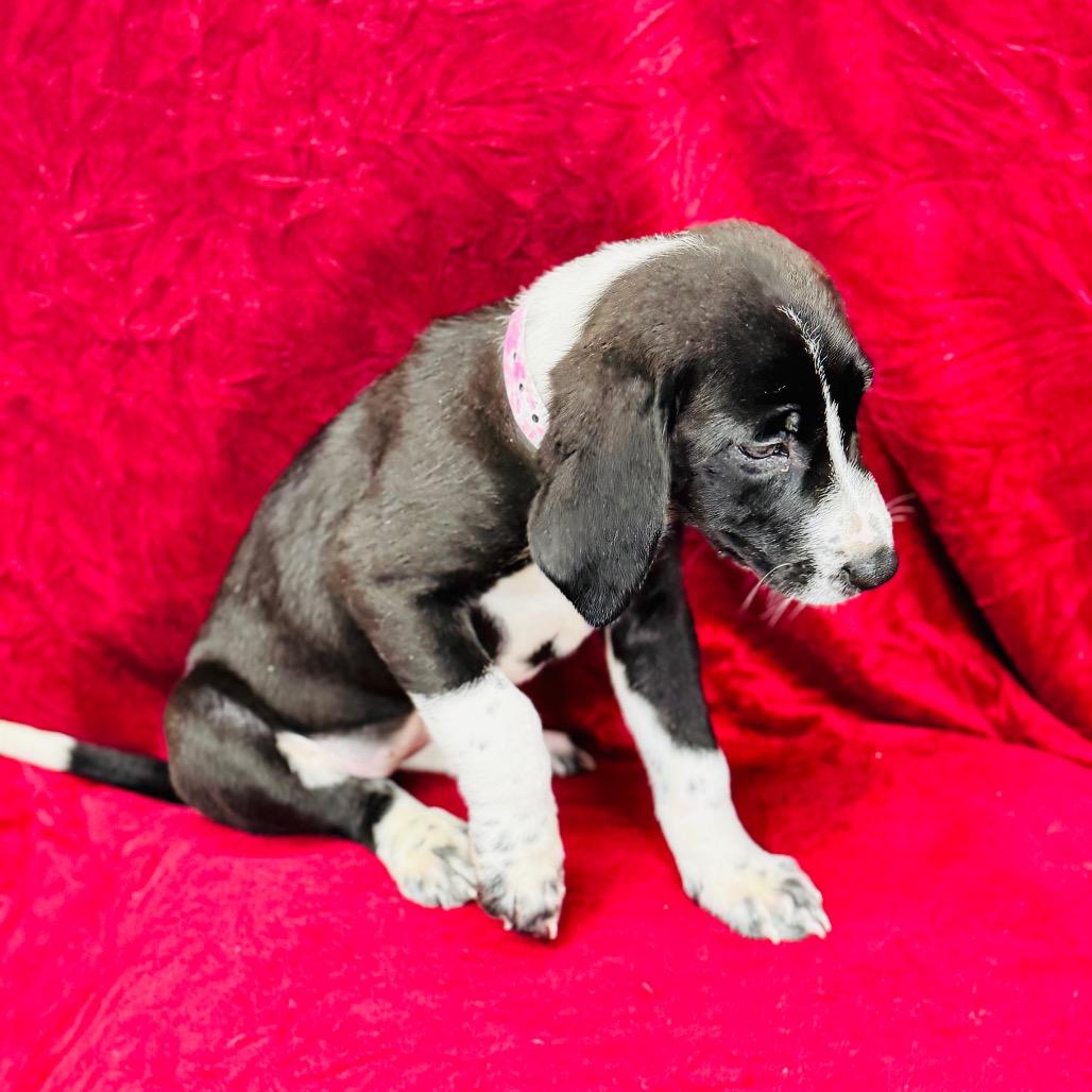 Enlarge Margaery, a Adoptable mixed breed in Franklin, NC image 3/6
