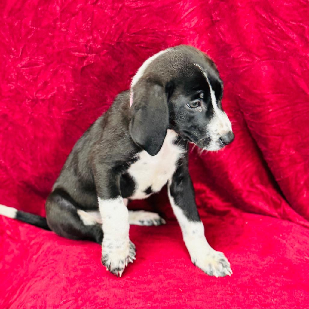 Enlarge Margaery, a Adoptable mixed breed in Franklin, NC image 4/6