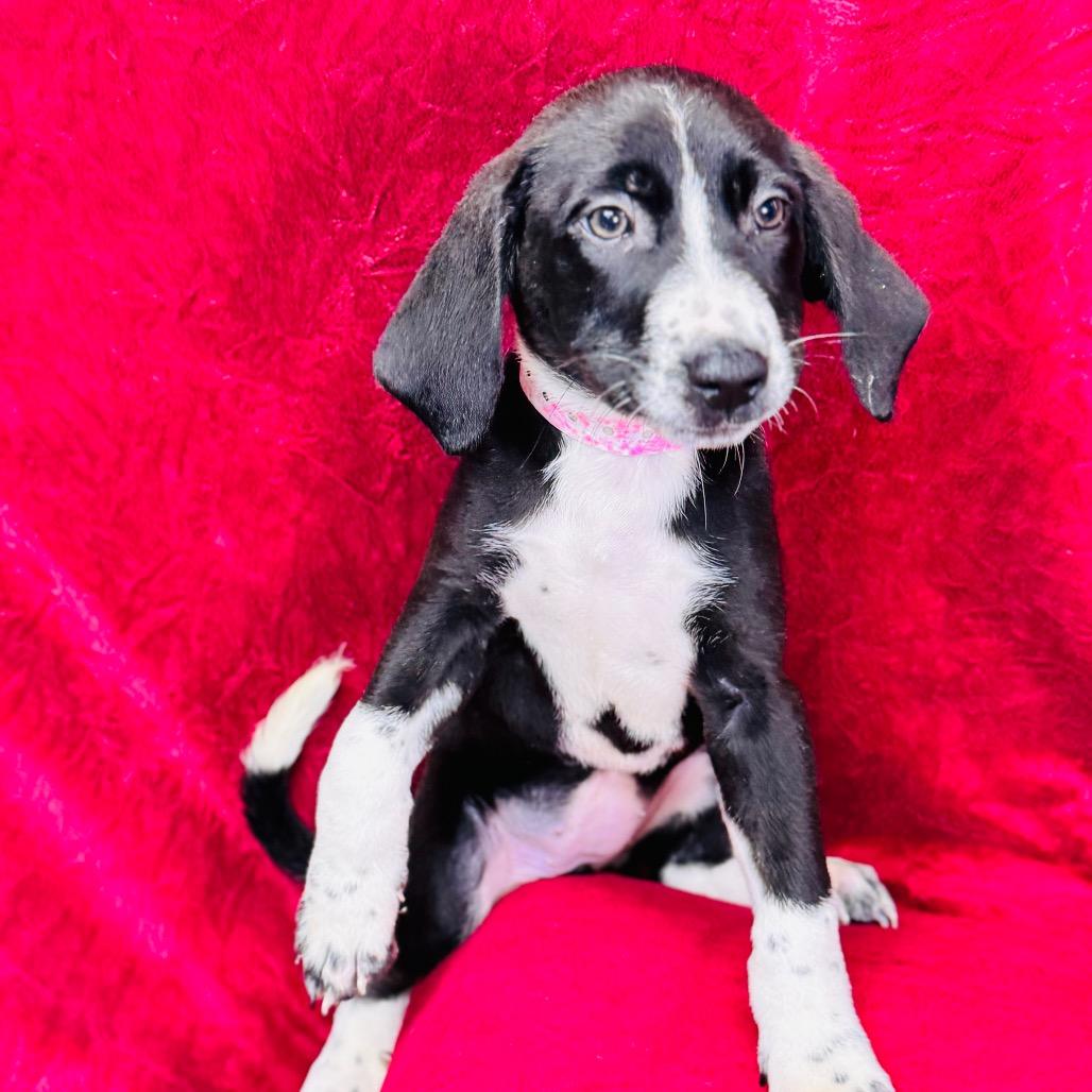 Enlarge Margaery, a Adoptable mixed breed in Franklin, NC image 5/6